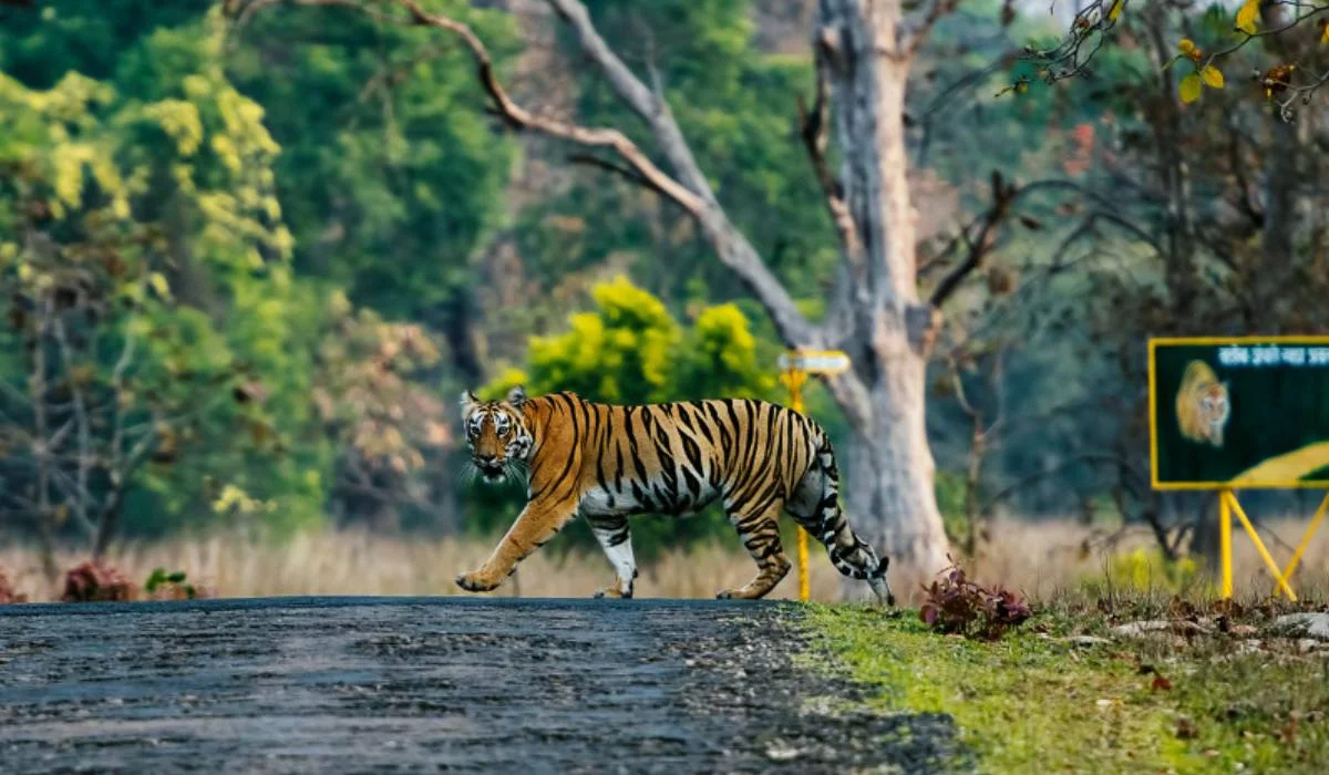 Tadoba Trip