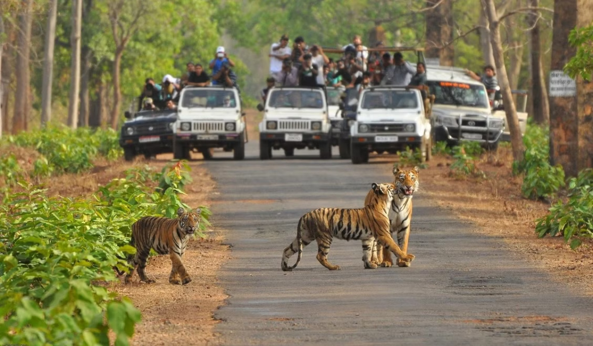 Pench Jungle Safari