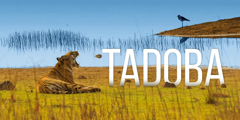 Tadoba Trip