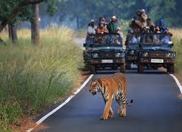 Tadoba 2 D Trip